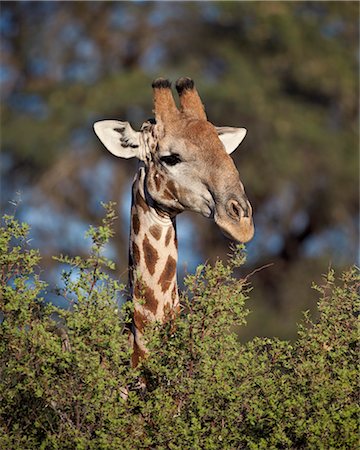 Cape giraffe (Giraffa camelopardalis giraffa) feeding, Kgalagadi Transfrontier Park, encompassing the former Kalahari Gemsbok National Park, South Africa, Africa Stock Photo - Rights-Managed, Code: 841-07523929