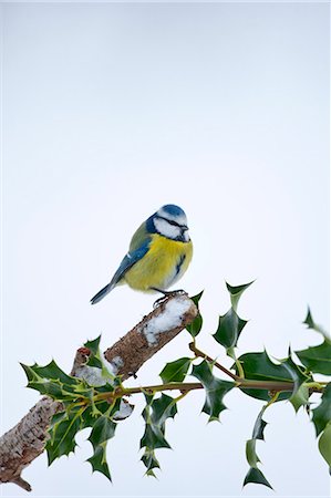 Blue tit perches by snowy slope during winter in The Cotswolds, UK Stock Photo - Rights-Managed, Code: 841-07540396