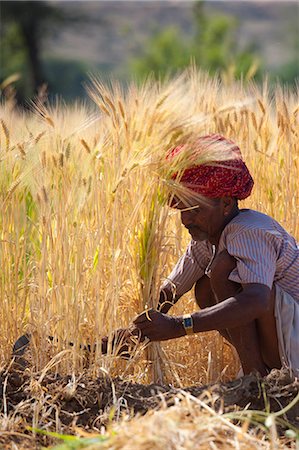rural indian villages photographs scenery - Barley crop being harvested by local agricultural workers in fields at Nimaj, Rajasthan, Northern India Stock Photo - Rights-Managed, Code: 841-07540454