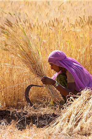 pictures of agriculture in asia - Barley crop being harvested by local agricultural worker in fields at Nimaj, Rajasthan, Northern India Stock Photo - Rights-Managed, Code: 841-07540456