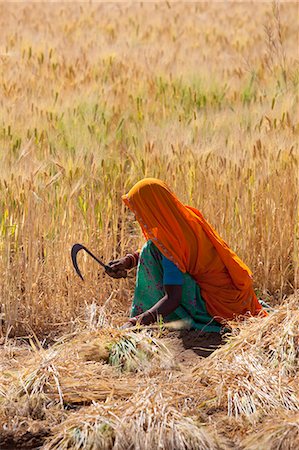 farm workers - Barley crop being harvested by local agricultural workers in fields at Nimaj, Rajasthan, Northern India Stock Photo - Rights-Managed, Code: 841-07540452