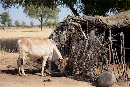 rajasthan village - Cattle in shelter in Indian Bishnoi village near Rohet in Rajasthan, Northern India Stock Photo - Rights-Managed, Code: 841-07540466