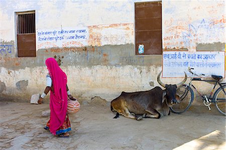Indian woman carrying water pot past a bull lying by Hindu Temple in Narlai village in Rajasthan, Northern India Foto de stock - Con derechos protegidos, Código: 841-07540467