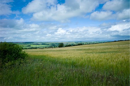 simsearch:841-07540502,k - Barley cereal crop and landscape, Oxfordshire, The Cotswolds, UK Stock Photo - Rights-Managed, Code: 841-07540486