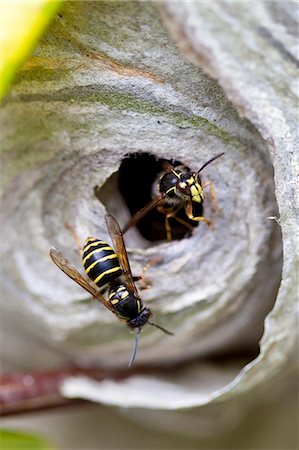 Common wasps, Vespula vulgaris, yellowjacket, with wasp nest, in the Cotswolds, Oxfordshire, UK Stock Photo - Rights-Managed, Code: 841-07540483