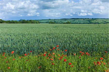 Set-aside margin of wildflowers for wildlife habitat by wheat field in The Cotswolds, Oxfordshire, UK Stock Photo - Rights-Managed, Code: 841-07540492
