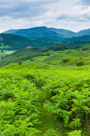 simsearch:841-07540502,k - Dense bracken on country walk near Lake Windermere in the Lake District National Park, Cumbria, UK Stock Photo - Rights-Managed, Code: 841-07540515