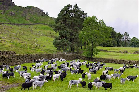simsearch:841-07540502,k - Herdwick sheep and lambs at Westhead Farm by Thirlmere in the Lake District National Park, Cumbria, UK Stock Photo - Rights-Managed, Code: 841-07540536
