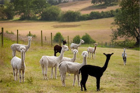 simsearch:841-07540502,k - Alpacas at Town End Farm near Kendal in the Lake District National Park, Cumbria, UK Stock Photo - Rights-Managed, Code: 841-07540546