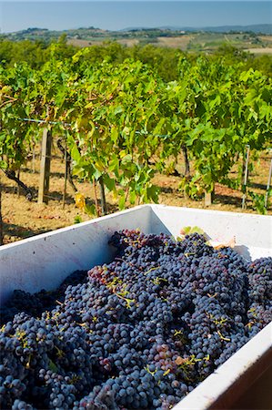 simsearch:841-03063374,k - Freshly-picked bunches of Sangiovese Chianti Classico grapes at Pontignano in Chianti region of Tuscany, Italy Foto de stock - Con derechos protegidos, Código: 841-07540582
