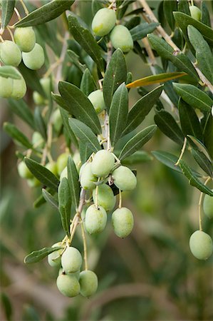 simsearch:841-03063374,k - Olive branch on tree in Val D'Orcia, Tuscany, Italy Foto de stock - Con derechos protegidos, Código: 841-07540601