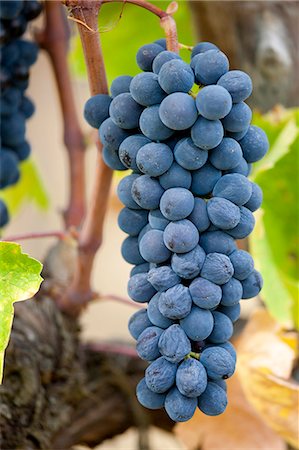 food production - Ripe Brunello grapes, Sangiovese, growing on vine at the wine estate of La Fornace at Montalcino in Val D'Orcia, Tuscany, Italy Stock Photo - Rights-Managed, Code: 841-07540628