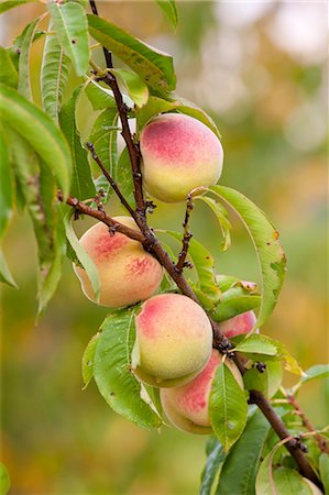 food production - Fresh peaches growing farm estate of La Fornace at Montalcino in Val D'Orcia, Tuscany, Italy Stock Photo - Rights-Managed, Code: 841-07540635