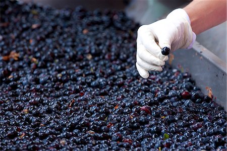 Ripened Brunello grapes, Sangiovese, being harvested at the wine estate of La Fornace at Montalcino in Val D'Orcia, Tuscany, Italy Photographie de stock - Rights-Managed, Code: 841-07540632