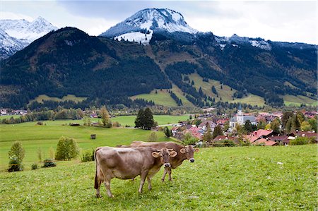 pâturage - Traditional alpine cattle in the Bavarian Alps, Germany Photographie de stock - Rights-Managed, Code: 841-07540662