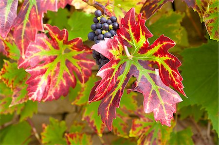 red grape - Ripe grapes on a grapevine on stone wall in country garden at Swinbrook in The Cotswolds, Oxfordshire, UK Stock Photo - Rights-Managed, Code: 841-07540677