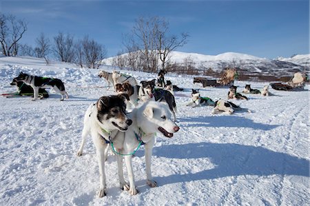 Alaskan Huskies harnessed for dog-sledding at Villmarkssenter wilderness centre, Kvaloya Island, Tromso in Arctic Circle Northern Norway Stock Photo - Rights-Managed, Code: 841-07540691