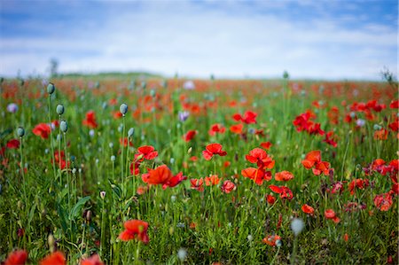 poppy - Poppies and other wildflowers in a crop meadow at Fonthill Gifford  in Wiltshire, UK Stock Photo - Rights-Managed, Code: 841-07540721