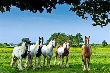 simsearch:614-06043438,k - Traditional Irish paint shire horses, skewbald and piebald in buttercup meadow near Kilmore, Ireland Photographie de stock - Rights-Managed, Code: 841-07540751