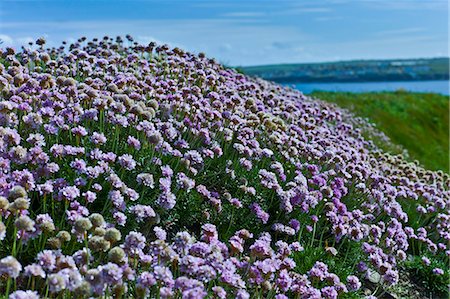 Native seaside Thrift sea pink flower plant Armeria maritima - Plumbaginaceae in Kilkee, County Clare, West of Ireland Foto de stock - Con derechos protegidos, Código: 841-07540826