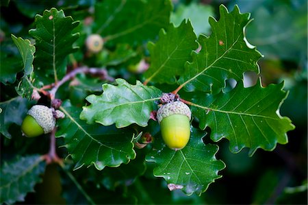 seed growing - Acorns on oak tree Bordeaux region, France Stock Photo - Rights-Managed, Code: 841-07540863