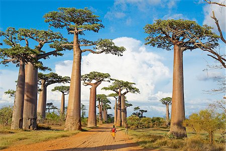Baobab trees, Morondava, Madagascar, Africa Stock Photo - Rights-Managed, Code: 841-07540995