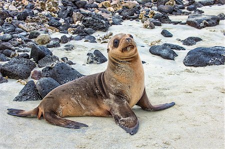 pinnipedia - Galapagos sea lion pup (Zalophus californianus wollebaeki), Galapagos, UNESCO World Heritage Site, Ecuador, South America Photographie de stock - Rights-Managed, Code: 841-07589853