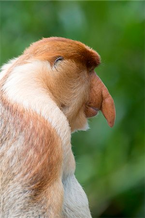 Dominant male proboscis monkey (Nasalis larvatus) has a pendulous nose that covers the mouth and is attractive to females, Labuk Bay Proboscis Monkey Sanctuary, Sabah, Borneo, Malaysia, Southeast Asia, Asia Stock Photo - Rights-Managed, Code: 841-07589989