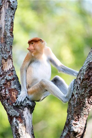 Juvenile male proboscis monkey (Nasalis larvatus), Labuk Bay Proboscis Monkey Sanctuary, Sabah, Borneo, Malaysia, Southeast Asia, Asia Stock Photo - Rights-Managed, Code: 841-07589992