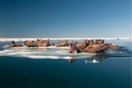 robert harding images canada - Walrus (Odobenus rosmarus) hauled out on pack ice to rest and sunbathe, Foxe Basin, Nunavut, Canada, North America Stock Photo - Rights-Managed, Code: 841-07590000