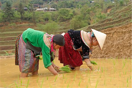 simsearch:841-07204251,k - Flower Hmong ethnic group women working in the rice field, Bac Ha area, Vietnam, Indochina, Southeast Asia, Asia Stock Photo - Rights-Managed, Code: 841-07590067
