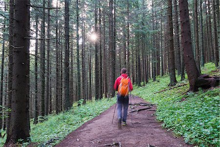 Hiking trail, Zakopane, Carpathian Mountains, Poland, Europe Stock Photo - Rights-Managed, Code: 841-07590093