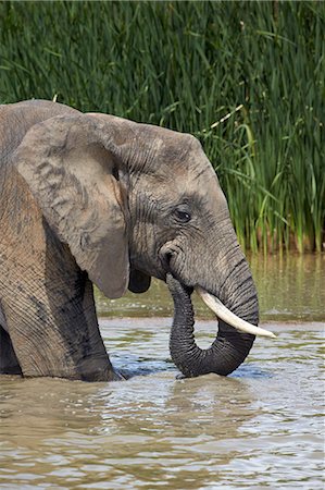 simsearch:841-07782300,k - African elephant (Loxodonta africana) drinking, Addo Elephant National Park, South Africa, Africa Stock Photo - Rights-Managed, Code: 841-07590174