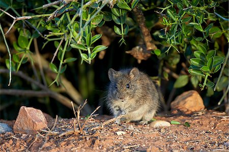 rat - Angoni Vlei rat (Otomys angoniensis), Addo Elephant National Park, South Africa, Africa Stock Photo - Rights-Managed, Code: 841-07590175