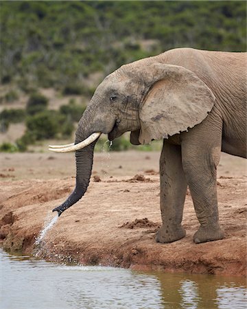 simsearch:841-07782300,k - African elephant (Loxodonta africana) drinking, Addo Elephant National Park, South Africa, Africa Stock Photo - Rights-Managed, Code: 841-07590184