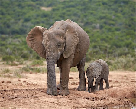 simsearch:841-07782300,k - African elephant (Loxodonta africana) mother and baby, Addo Elephant National Park, South Africa, Africa Stock Photo - Rights-Managed, Code: 841-07590185