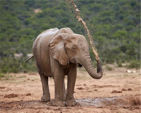simsearch:841-07782300,k - African elephant (Loxodonta africana) showering, Addo Elephant National Park, South Africa, Africa Stock Photo - Rights-Managed, Code: 841-07590186