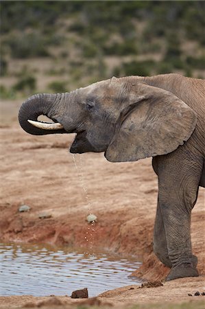 simsearch:841-07782300,k - African elephant (Loxodonta africana) drinking, Addo Elephant National Park, South Africa, Africa Stock Photo - Rights-Managed, Code: 841-07590182