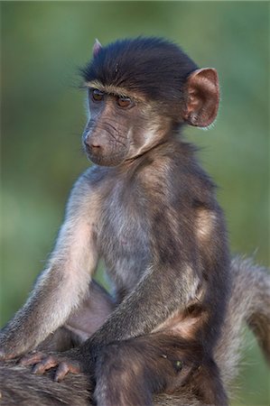 primative - Infant Chacma baboon (Papio ursinus) riding on its mother's back, Kruger National Park, South Africa, Africa Stock Photo - Rights-Managed, Code: 841-07590213