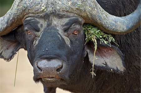 Cape buffalo (African buffalo) (Syncerus caffer) bull, Kruger National Park, South Africa, Africa Stock Photo - Rights-Managed, Code: 841-07590221