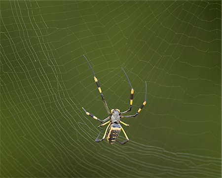 spider - Female Banded-Legged Golden Orb Spider (Nephila senegalensis), Kruger National Park, South Africa, Africa Stock Photo - Rights-Managed, Code: 841-07590236
