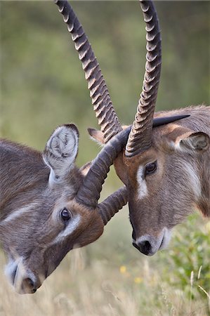 simsearch:841-06446818,k - Common Waterbuck (Ellipsen Waterbuck) (Kobus ellipsiprymnus ) bucks, Kruger National Park, South Africa, Africa Stock Photo - Rights-Managed, Code: 841-07590248