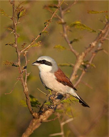 simsearch:841-07082375,k - Red-Backed Shrike (Lanius collurio), Kruger National Park, South Africa, Africa Photographie de stock - Rights-Managed, Code: 841-07590241