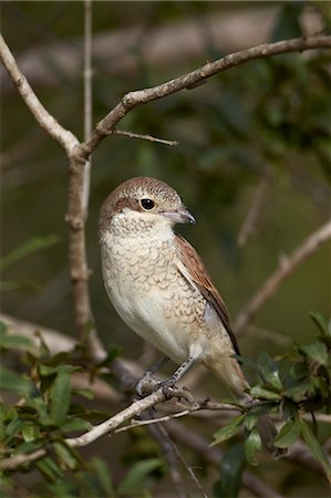 simsearch:841-07082375,k - Female Red-Backed Shrike (Lanius collurio), Kruger National Park, South Africa, Africa Photographie de stock - Rights-Managed, Code: 841-07590255
