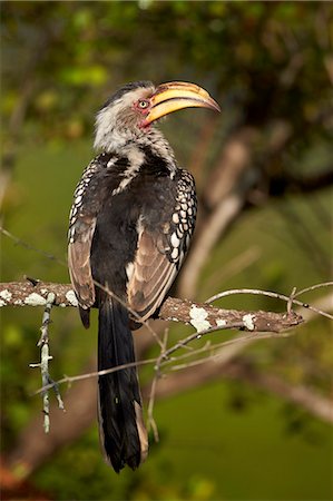 simsearch:841-07082375,k - Southern Yellow-Billed Hornbill (Tockus leucomelas), Kruger National Park, South Africa, Africa Photographie de stock - Rights-Managed, Code: 841-07590250