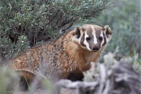 simsearch:841-06446818,k - Badger (Taxidea taxus), Yellowstone National Park, Wyoming, United States of America, North America Stock Photo - Rights-Managed, Code: 841-07590274