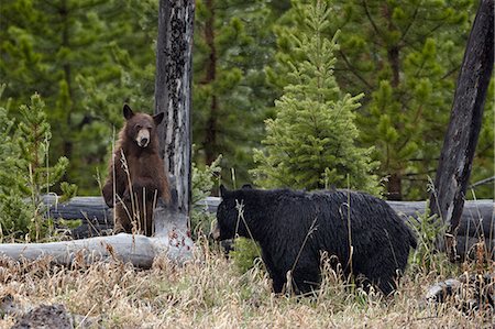 simsearch:841-06446818,k - Black Bear (Ursus americanus) sow and cub, Yellowstone National Park, Wyoming, United States of America, North America Stock Photo - Rights-Managed, Code: 841-07590270