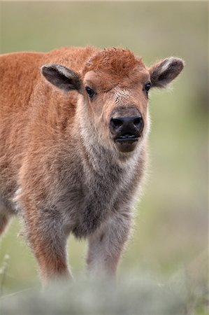 simsearch:841-06446818,k - Bison (Bison bison) calf, Yellowstone National Park, Wyoming, United States of America, North America Stock Photo - Rights-Managed, Code: 841-07590272
