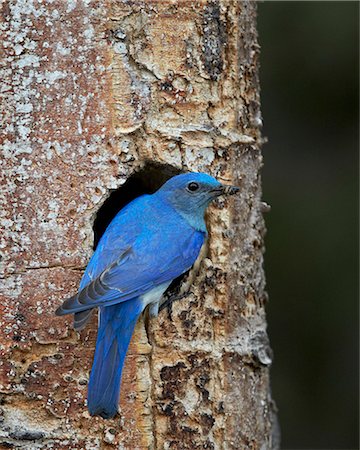 simsearch:841-06446818,k - Male Mountain Bluebird (Sialia currucoides) with food at the nest, Yellowstone National Park, Wyoming, United States of America, North America Stock Photo - Rights-Managed, Code: 841-07590288