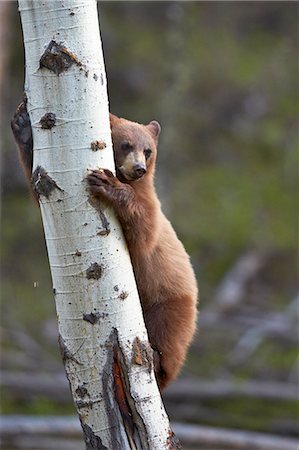 simsearch:841-07913862,k - Cinnamon Black Bear (Ursus americanus) yearling cub climbing a tree, Yellowstone National Park, Wyoming, United States of America, North America Stock Photo - Rights-Managed, Code: 841-07590289